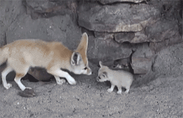Contact Gif